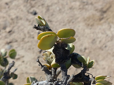 Taler grm, pustinjska biljka, Namibija