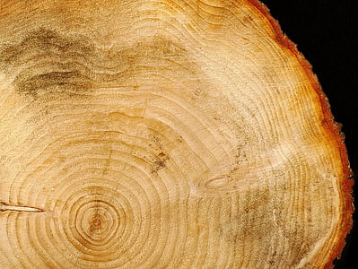 dřevo, protokol, letokruhy, struktury dřeva, struktura, strom, dřevo - materiál