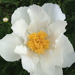 Peonies, Hoa, trắng