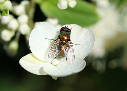 Fly, hmyz, Chyba, Příroda, zahrada, makro, škůdce