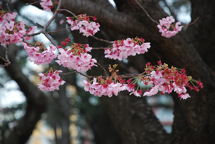 Sakura, Japão, flor, árvore, flor, jardim