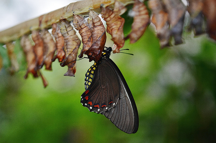 motýľ, zviera, krídlo, farebné, hmyzu, motýle, Príroda