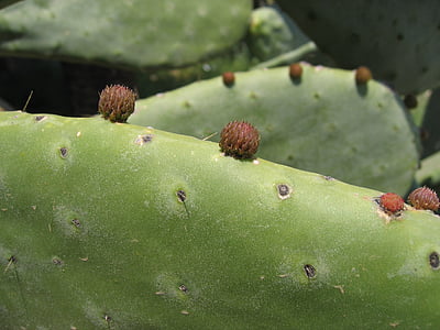 cactus, flor, flor, tancar, natura, cactus de pera Espinosa, color verd