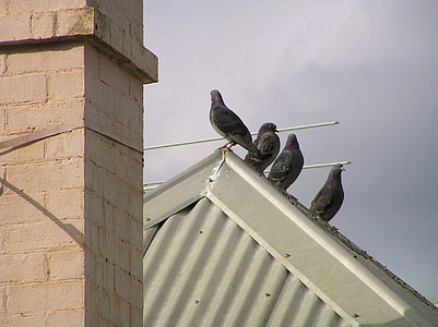 bird, pigeon, roof, chimney, tin, old, house