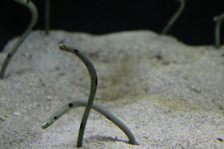 anguille, sous l’eau, Aquarium