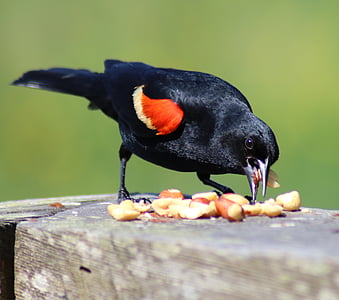 blackbird, red, wing, bird, wildlife, red-winged, nature
