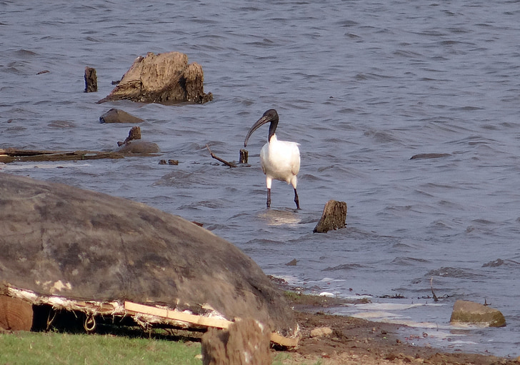 Asijské bílá ibis, Ibis, whie ibis, Black-headed ibis, Threskiornis melanocephala, pták, Wader