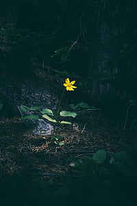 geltona, gėlė, miško, miškai, Gamta