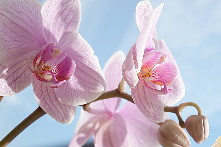 орхидея, розово, Блосъм, Блум, тропически, Phalaenopsis, флора