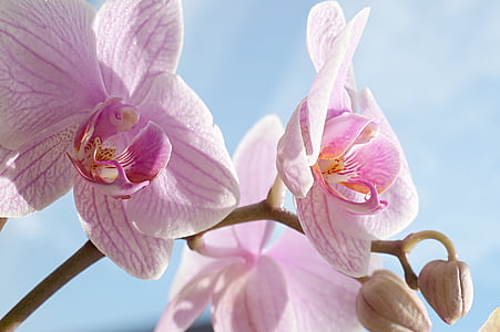 Orquídea, rosa, flor, floración, tropical, Phalaenopsis, flora