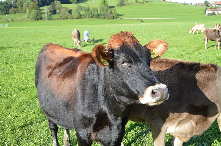 cow, allgäu, meadow, dairy cattle, cattle, farm, types