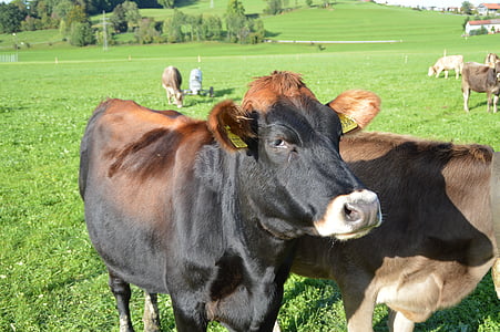 sapi, Allgäu, padang rumput, sapi perah, ternak, pertanian, jenis