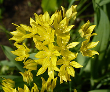 Allium, dzeltena, puķe, daba, dārza, Bloom, sīpoli