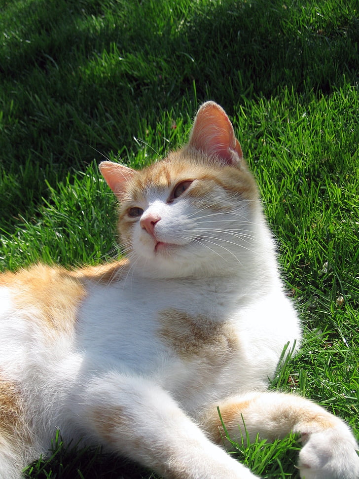 котка, Tomcat, кратка пауза, мир, трева, домашна котка, домашни любимци