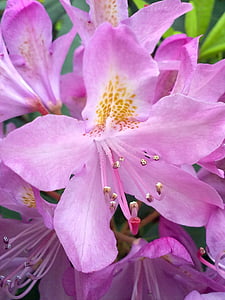 vernal, pink, flower, rhododendron, pink flower, light