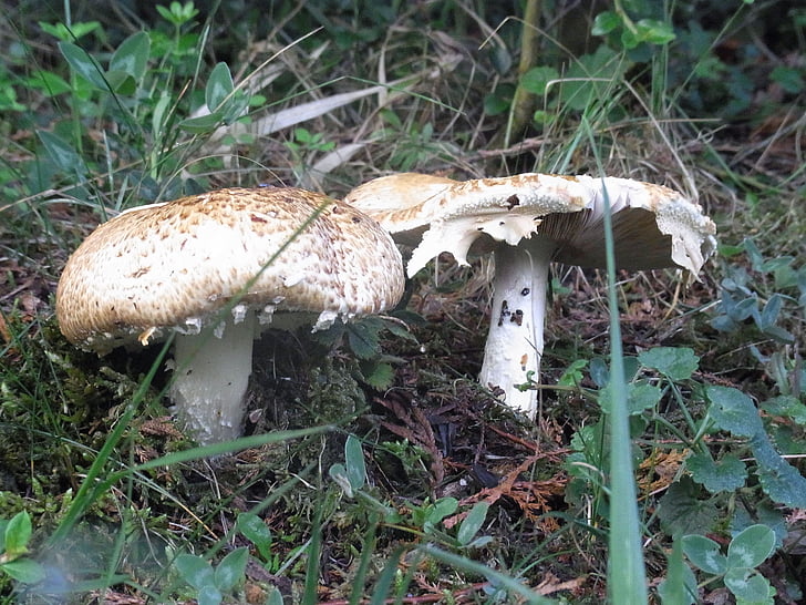 mushrooms, plant, nature, forest