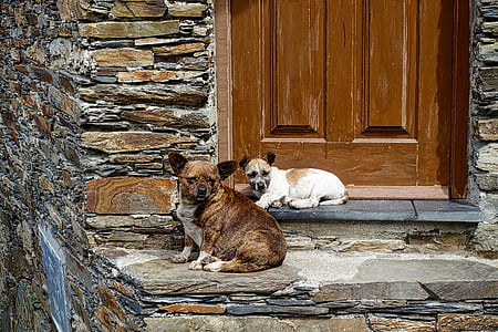 dogs, domestic, waiting, guarding, sitting, canine, pets