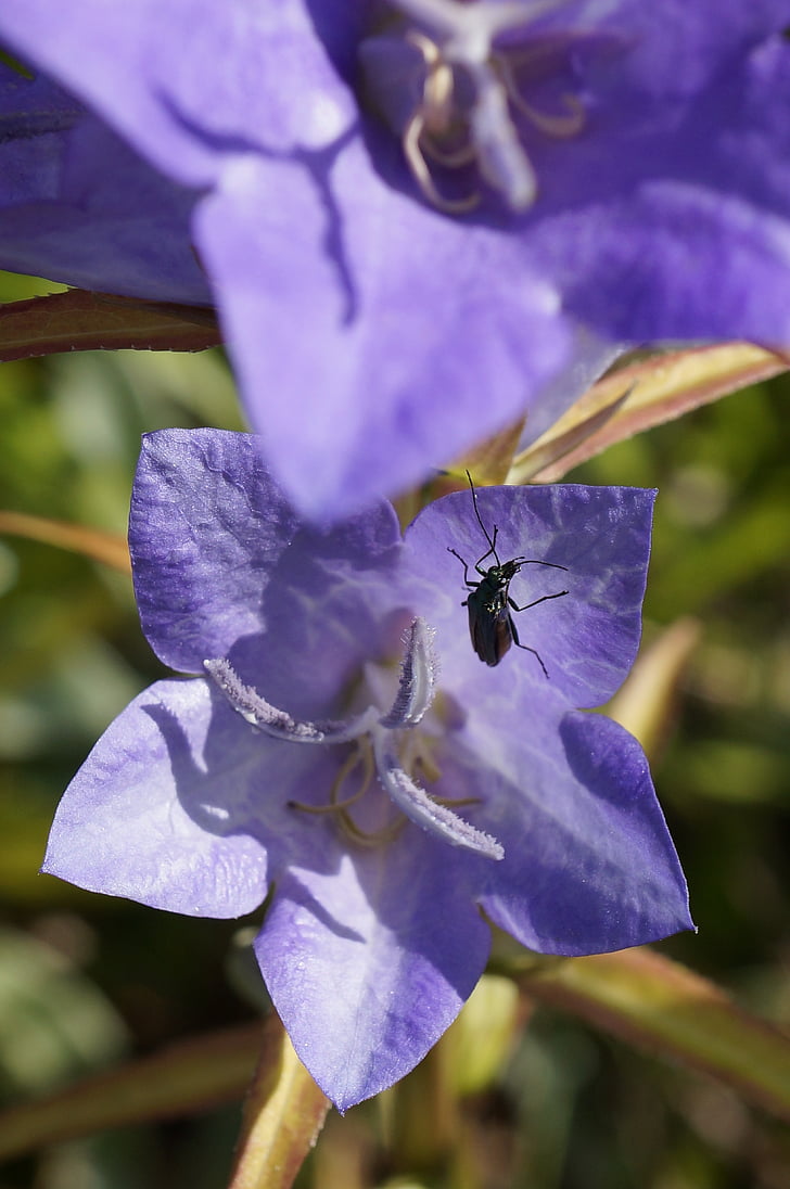 bug, purple, flower, purple flower, blue purple flower, insects, close up