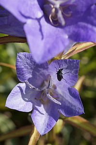 bug, 紫色, 花, 紫色的小花, 蓝色紫色花, 昆虫, 关闭