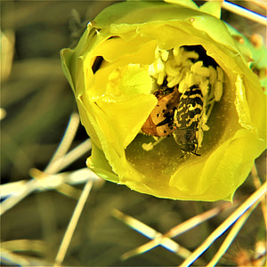 cactus, insect, yellow flower, hiking