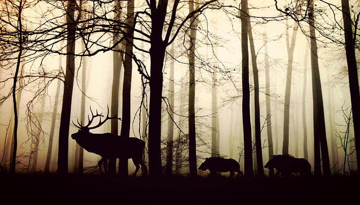Wald, Nebel, Hirsch, Wildschweine, Natur, Tiere, Bäume