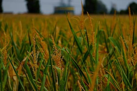 planta de blat de moro, blat de moro, l'agricultura, camp, camp, natura, blat de moro a la panotxa