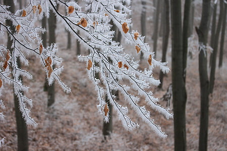 rima cendrosa, faig, natura, cobert de neu, bosc, l'hivern, paisatge nevat