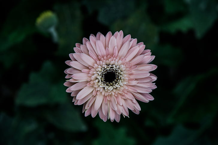 merah muda, Gugus, inangnya, bunga, Tutup, fotografi, bunga