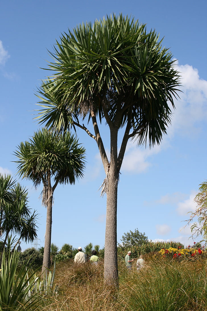 Palm puud, Codiaeum australis, Botaanikaaed, Auckland, mõõk-kujuline lehed, kapsas puu, Kultuur