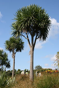 palmiers, Cordyline australis, jardin botanique, Auckland, feuilles en forme d’épée, arbre de chou, culture