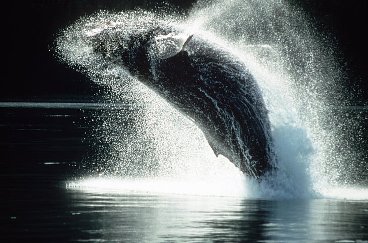 гърбав кит, нарушаване, скокове, океан, бозайник, животните, море