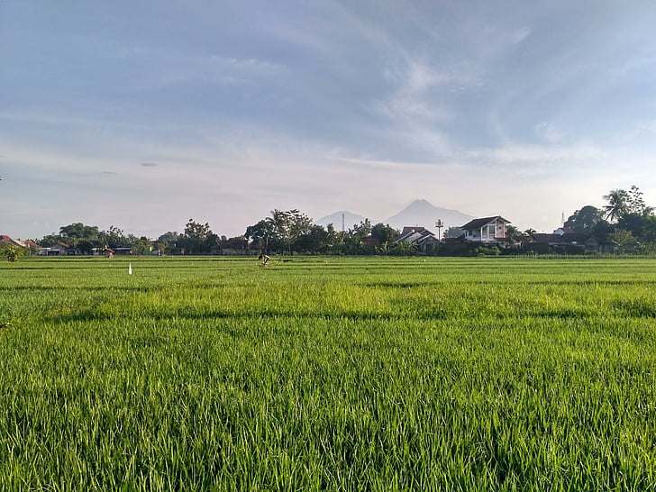 amb closca, ricefield, camp, Jogja, nogotirto, Yogyakarta, Indonèsia