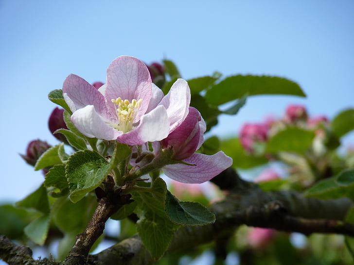 Blossom, Bloom, Apple, forår, Apple blossom, æbletræ, natur