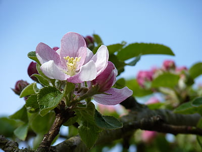 开花, 绽放, 苹果, 春天, 苹果树上的花, 树上苹果, 自然
