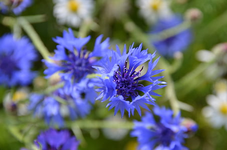 blue, flowers, meadow, spring, summer, macro, flower