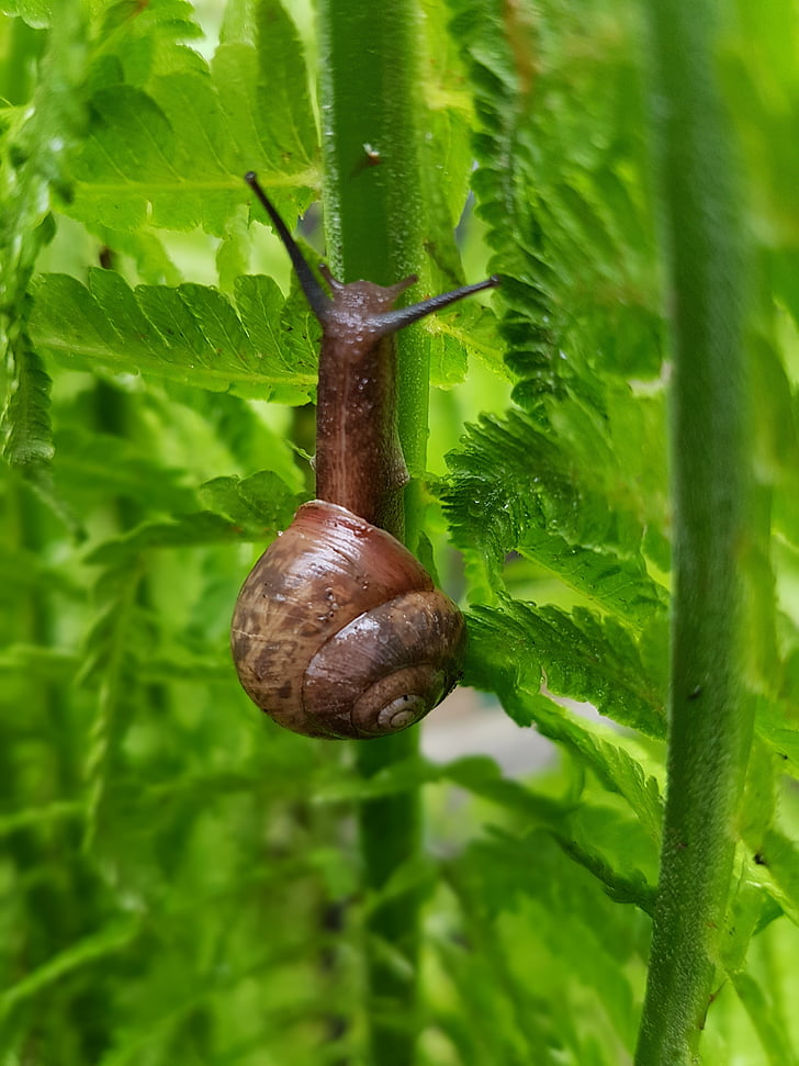 snail, fern, spring