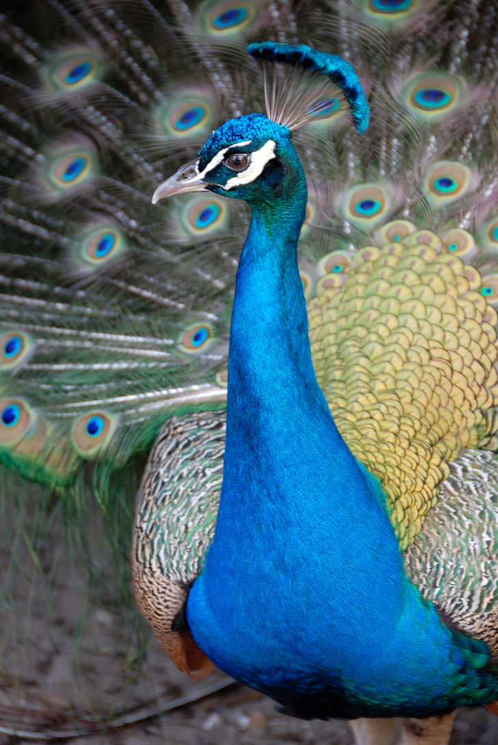 peacock, bird, avian, colorful, animal, nature, tail