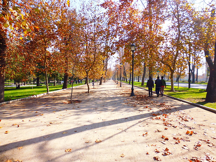 podzim, Avenue, stromy, pryč, alejí, cesta, barevný podzim