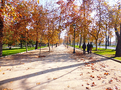 Sonbahar, Avenue, ağaçlar, uzakta, ağaç avenue, yol, sonbahar renk