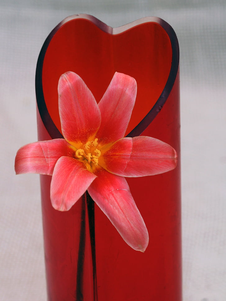 Tulipán, makro, Váza Flower, jaro, červená, Zavřít, květ