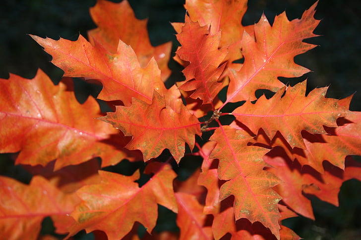 efterår, eg, blade, farver, egetræ, blad, natur