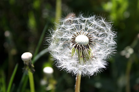 dandelion, plant, close, pointed flower, flying seeds, seeds, wild flowers