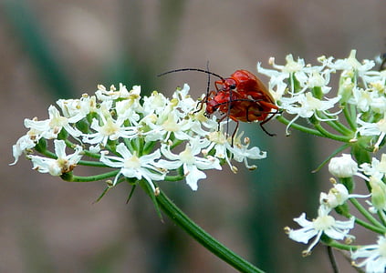Vörös weichkäfer, katona beetle, Bogár, rovar, természet, rét, rét cickafark