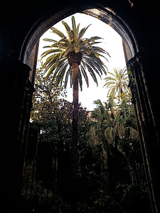 Barcelona, székesegyház, templom, Spanyolország, Holiday, Palm