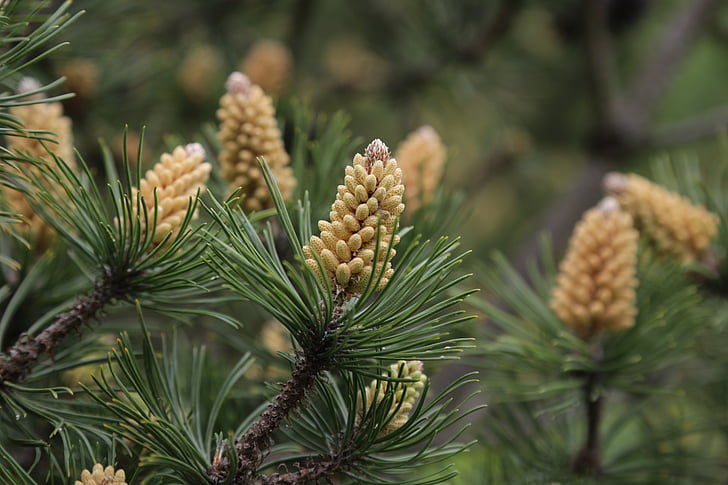 pine, blossom, bloom, conifer, pine greenhouse, close, thriving pine
