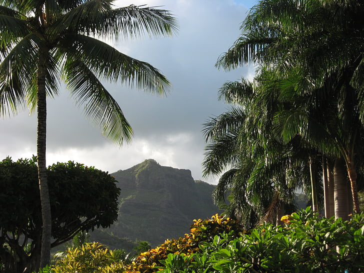 palmen, Hawaii, kawaii, tropische, vakantie, Hawaiian, paradijs