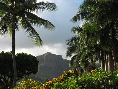 棕榈树, 夏威夷, 卡哇伊, 热带, 度假, 夏威夷, 天堂