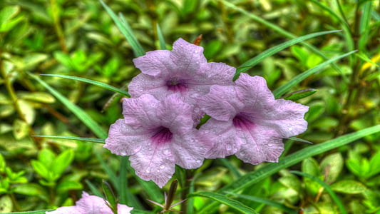 lilled, Bloom, Flora
