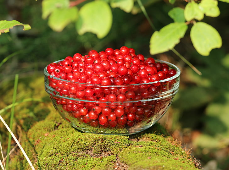 currant, moss, forest, berry, summer, tree, cup