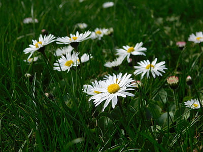 geese flower, grass, nature, flowers, spring, meadow, gaendebluemchen
